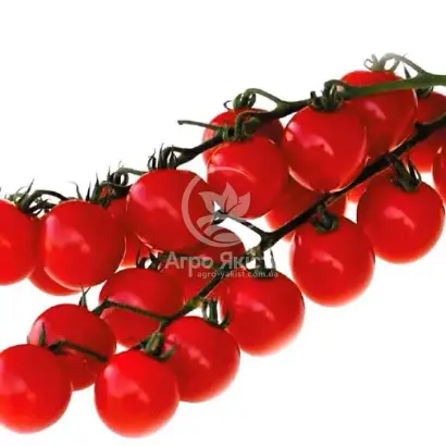 Conory / Конорі