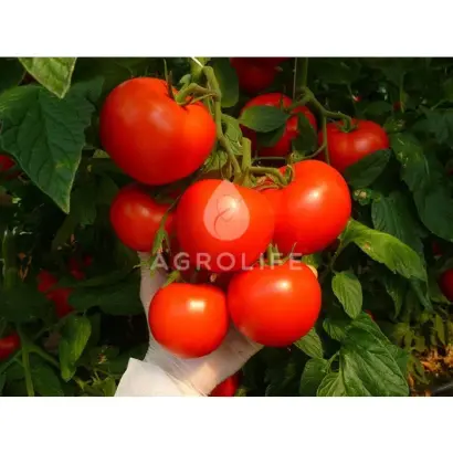 Corvinus / Корвінус