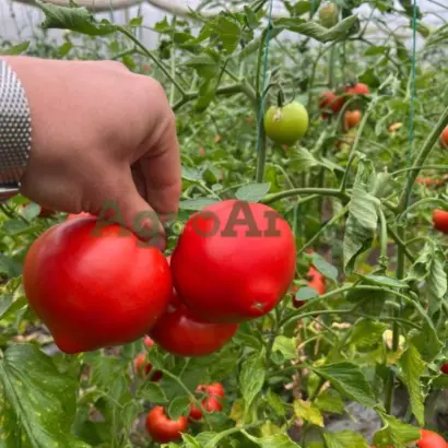 Costared / Костаред