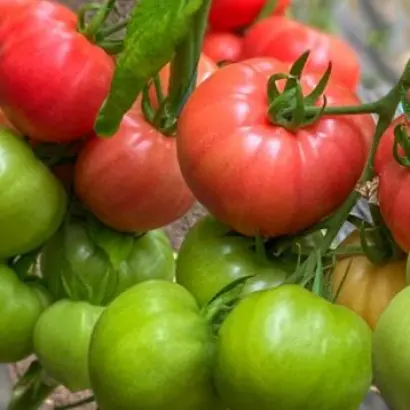 Kotito / Котіто