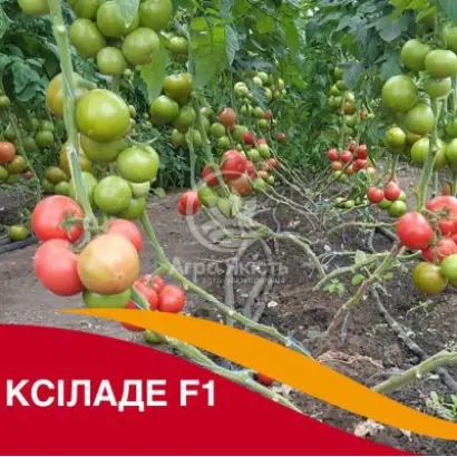 Xilaide No1 / Ксілад Но1