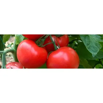 LAGENDA / ЛАДЖЕНДА