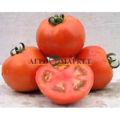 Lamantin / Ламантин