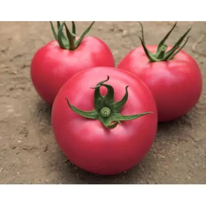 Lancang / Ланканг