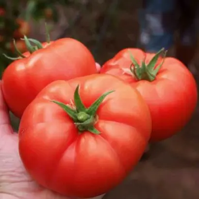 Lezaforta / Лезафорта