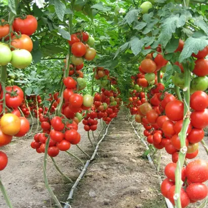 Lilos F1 / Лілос F1