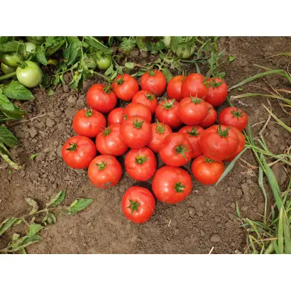 Lojain / Лоджейн