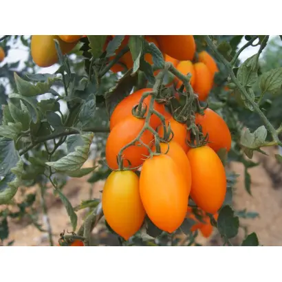 LORENZO / ЛОРЕНЗО