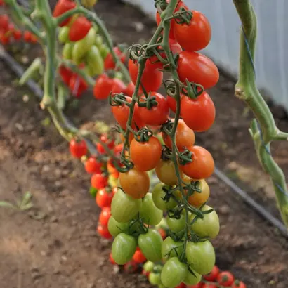 Luciplus / Люсіплюс