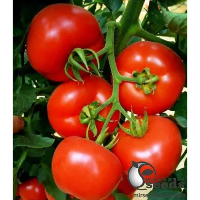 Magnus / Магнус