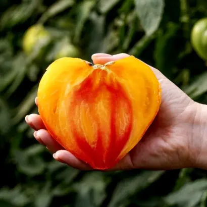 MADRID / МАДРИД