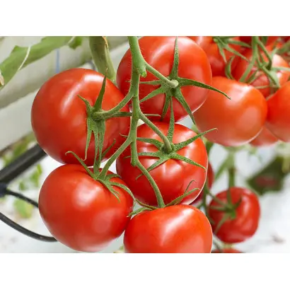 Maxeza / Максеза