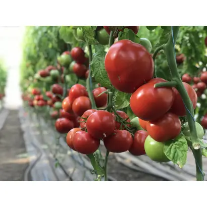 MACSIN / МАКСІН