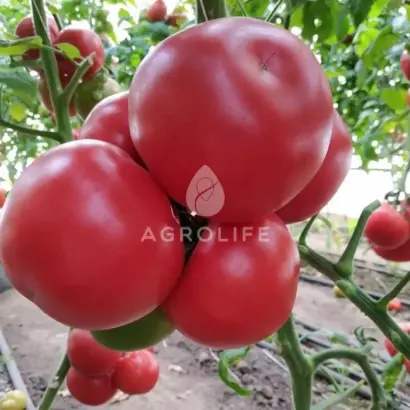 MALDUO / МАЛДУО