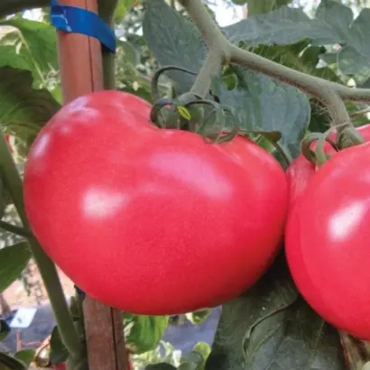 Malinka Star / Малинка Стар