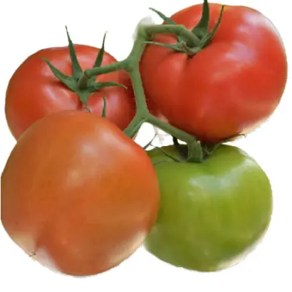 MALUNO / МАЛУНО