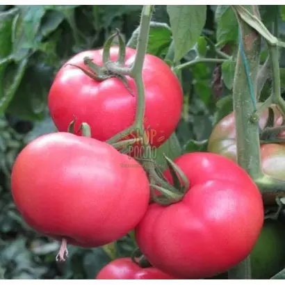 MAMSTON / МАМСТОН