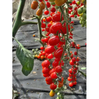 Mandat / Мандат