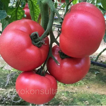 MANEKRO / МАНЕКРО