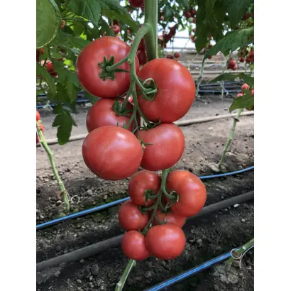 Manusa / Мануса