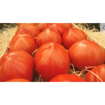 MASSON / МАССОН