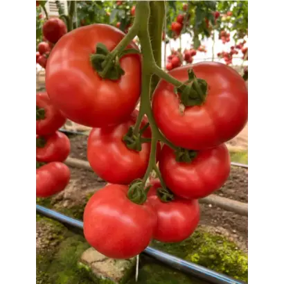 Masumi / Масумі