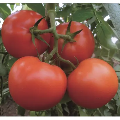 Matias / Матіас