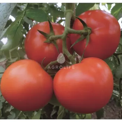 Matissimo / Матіссімо