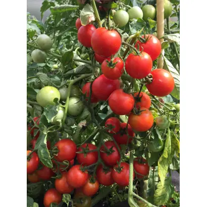 MATURBO / МАТУРБО