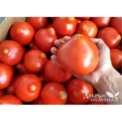 Mahitos / Махітос