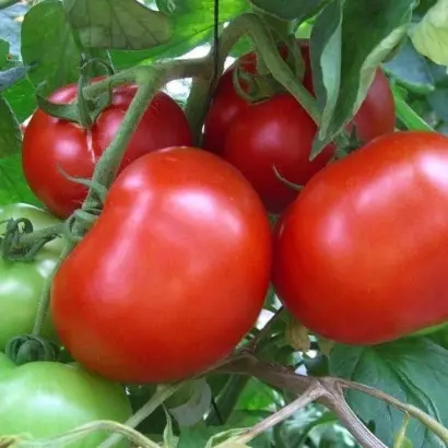 Meys F1 / Мейс F1