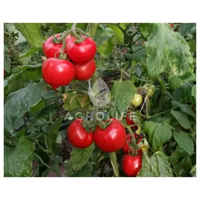 MELANET / МЕЛАНЕТ