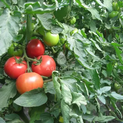 Melman / Мелман