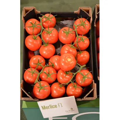 Merlice / Мерліс