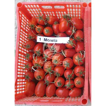 Morelia / Морелія