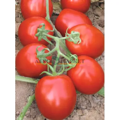 Mouna F1 / Муна F1