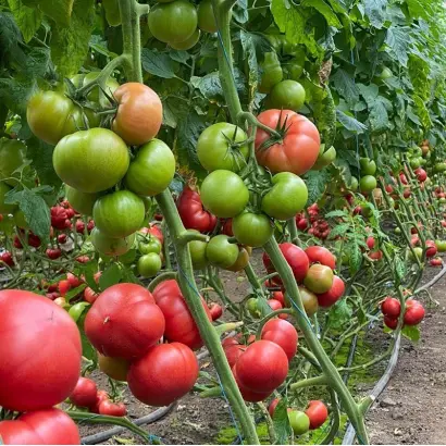 Nargiza / Наргіза