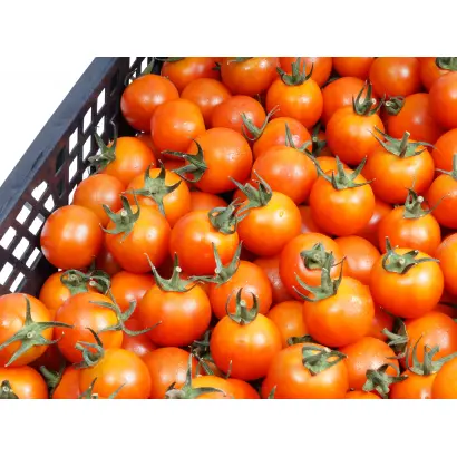 NEBULA / НЕБУЛА