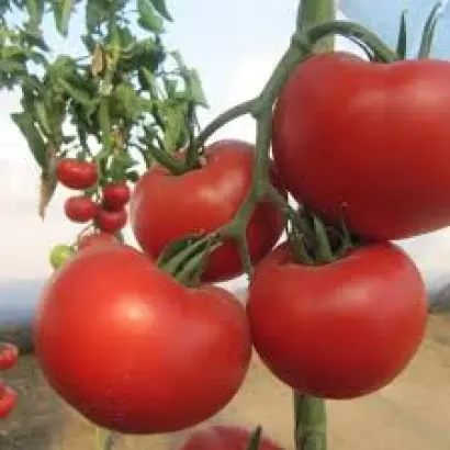 Nun 03560 / Нун 03560