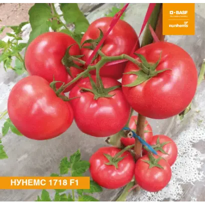 NUNHEMS 1718 / НУНЕМС 1718