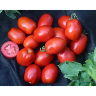 OLIVENZA / ОЛІВЕНЗА