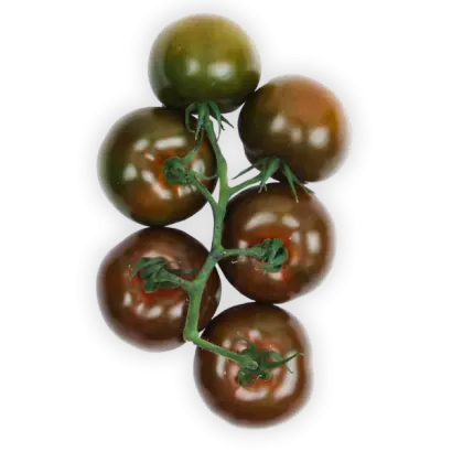 OLMECA / ОЛМЕКА