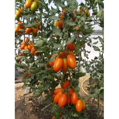 Organza / Органза