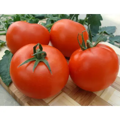 Palava / Палава