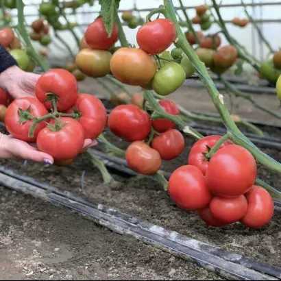 Panamera / Панамера