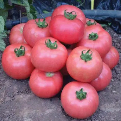 Pandarosa / Пандароза