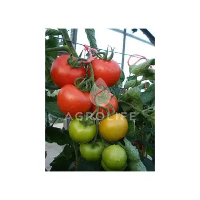 Parto F1 / Парто F1