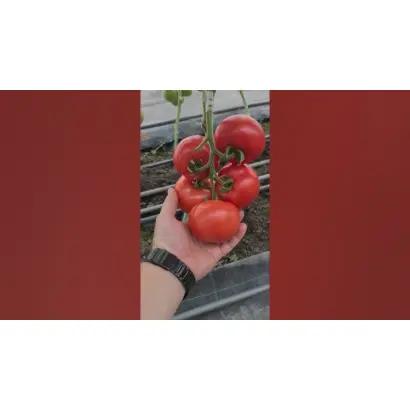 Party Pink / Паті Пінк