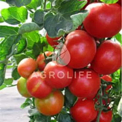 Pedro F1 / Педро F1