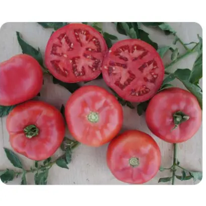 PINK BUSH F1 / Пінк Буш F1